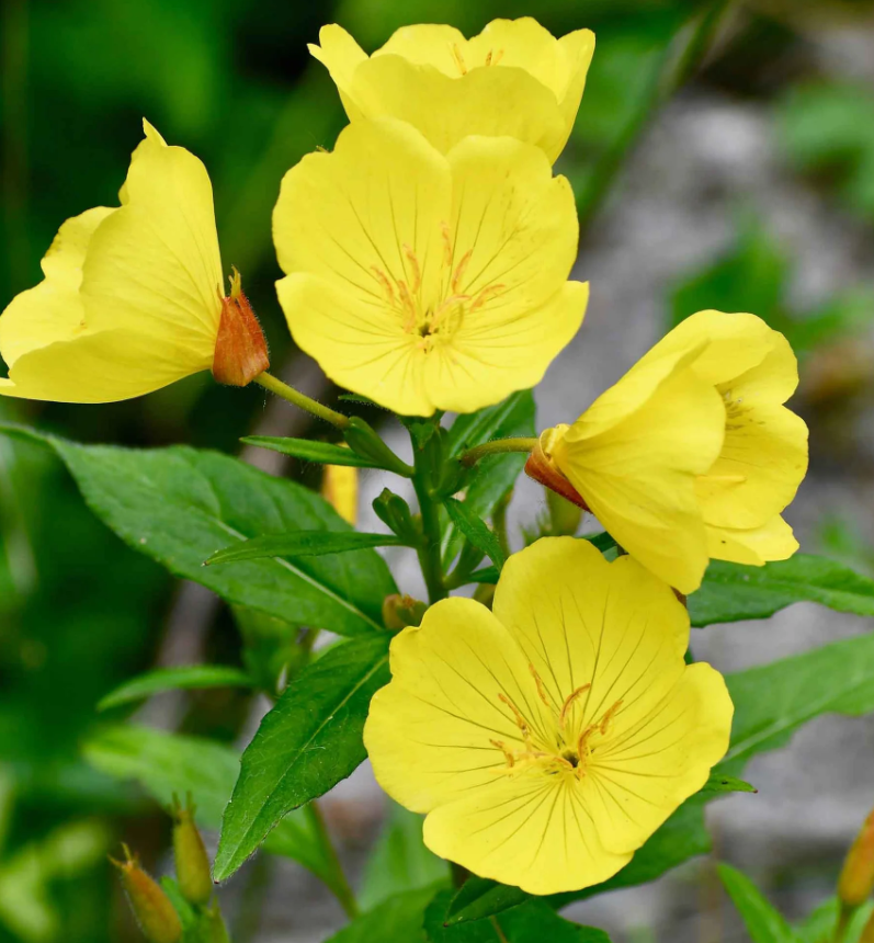 Evening Primrose