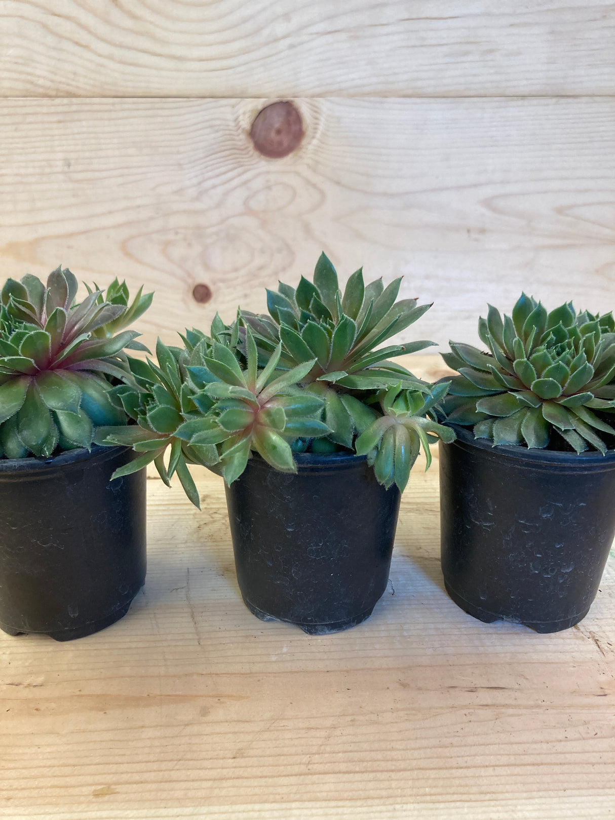 Kalinda Hen and Chicks Organically Grown Plants For Sale