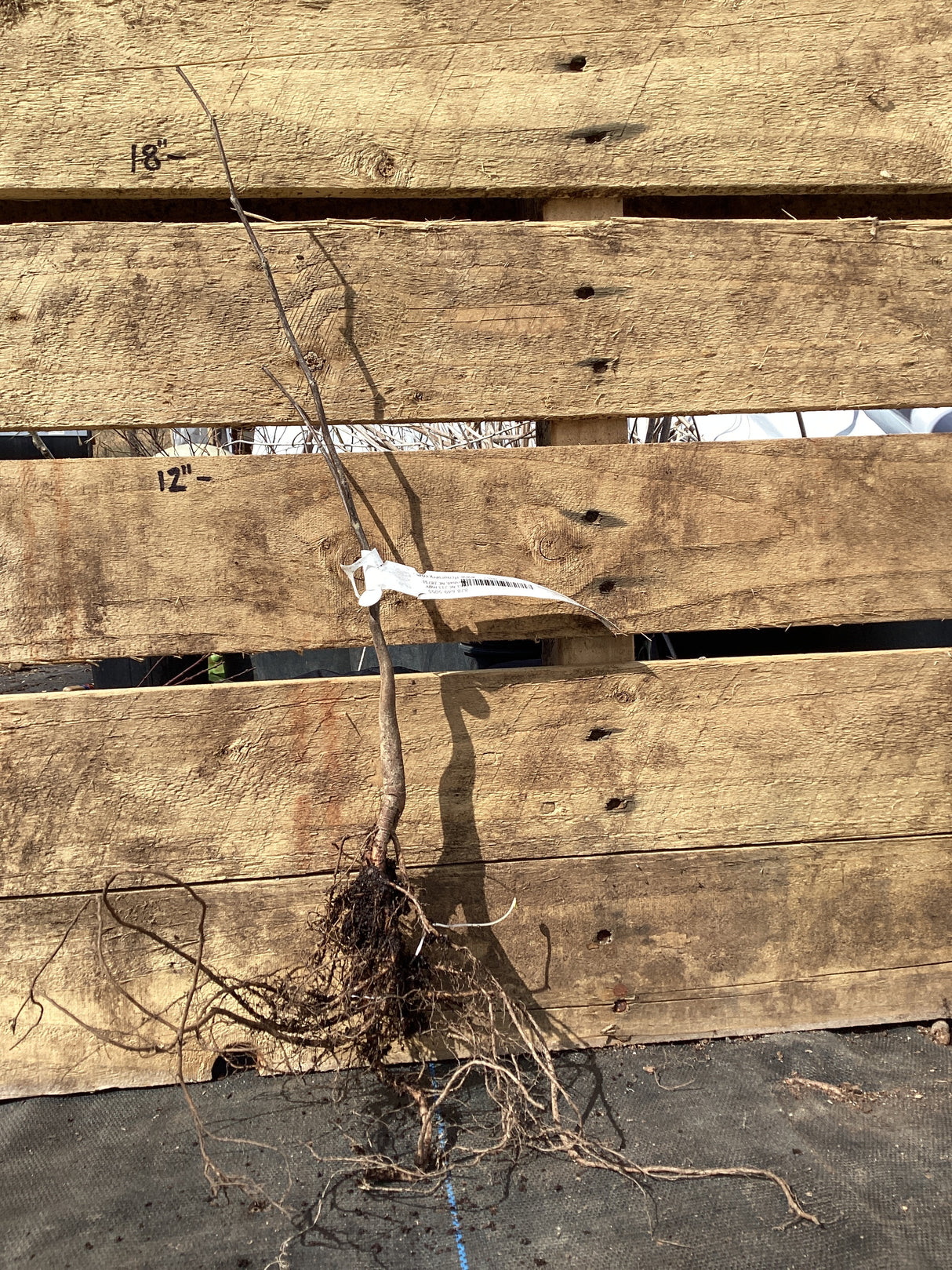 Redbud, Bare Root