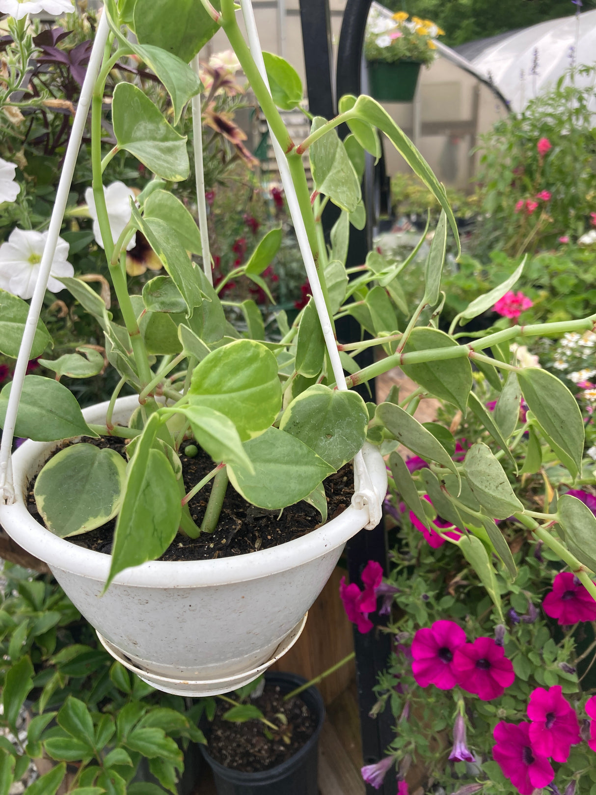 Variegated Peperomia Organically Grown Houseplants For Sale