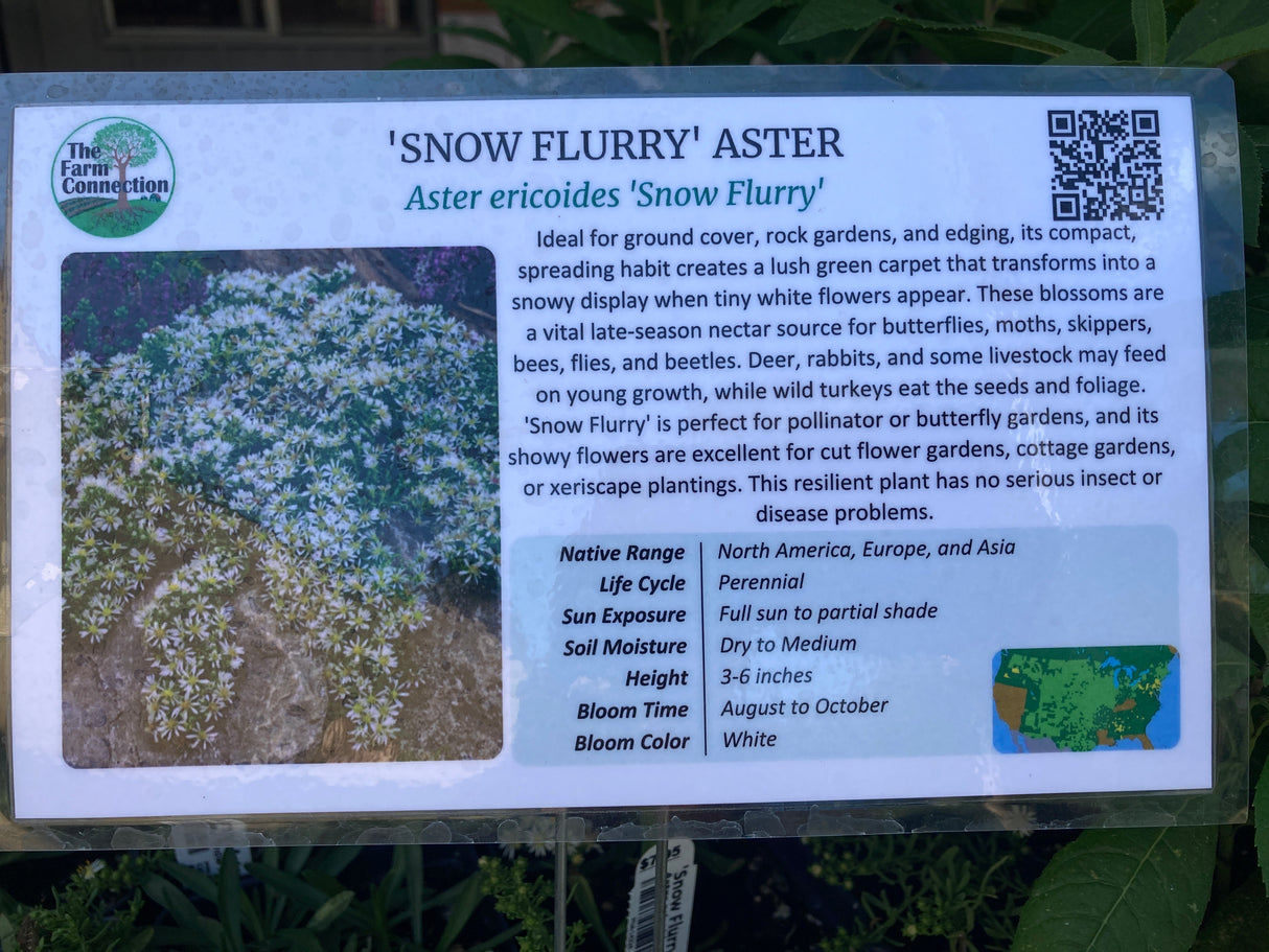 Aster ericoides Snow Flurry potted plant for sale