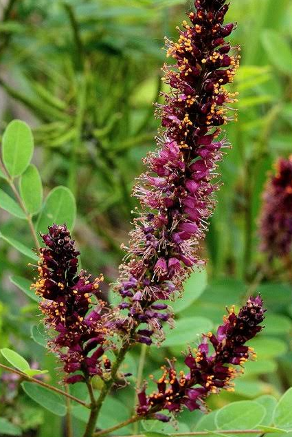 False Indigo, Fragrant