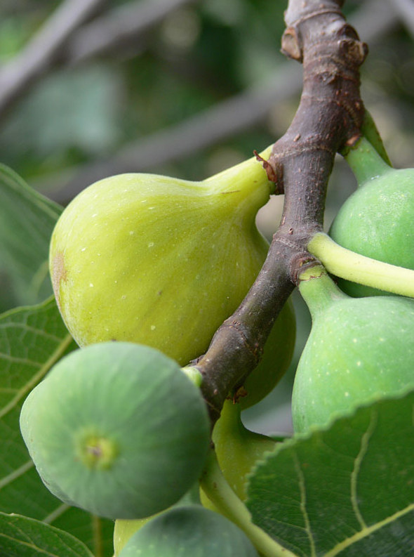 Desert King Fig Bare Root Fruit Tree For Sale