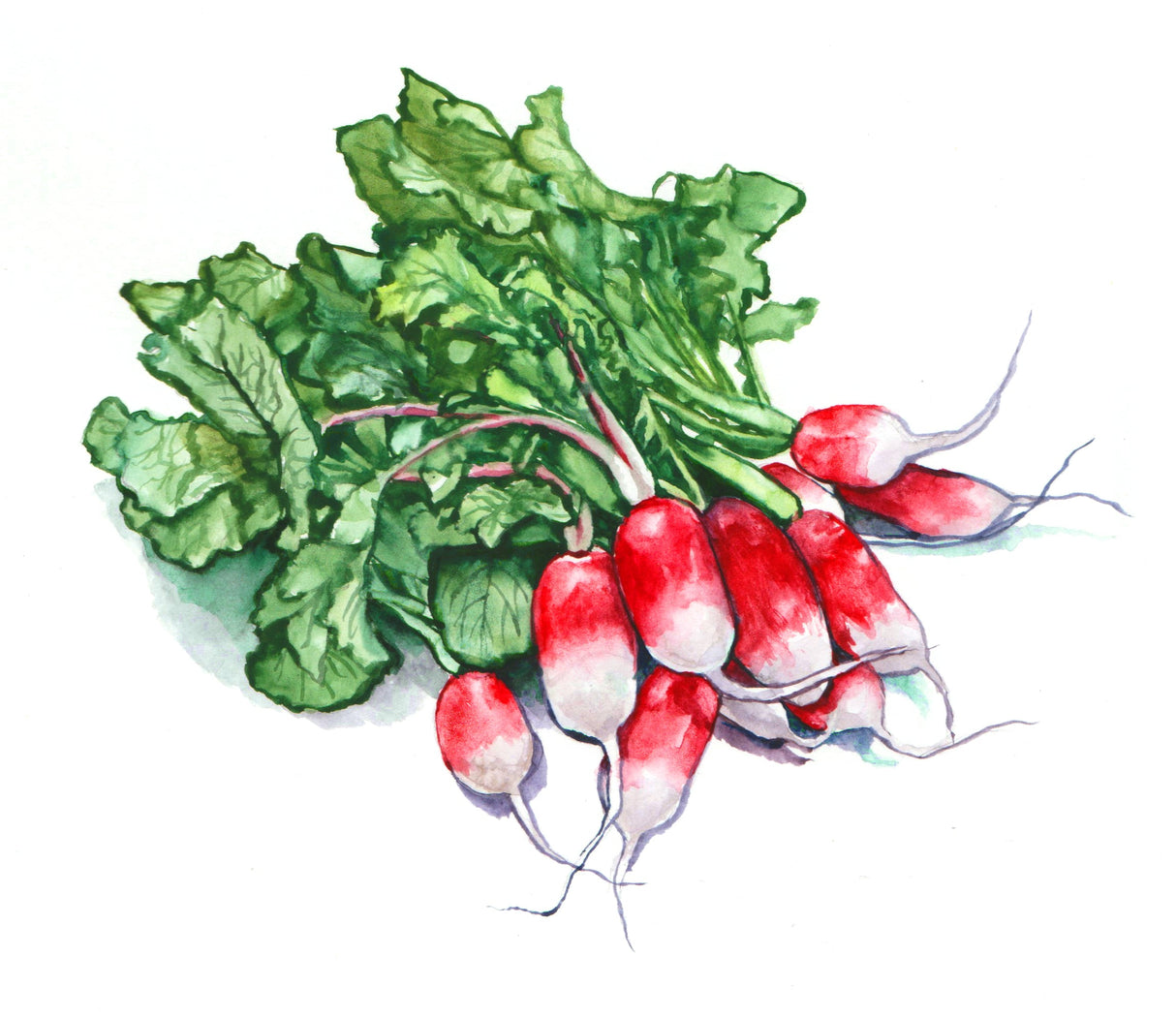 Seeds, Radish French Breakfast