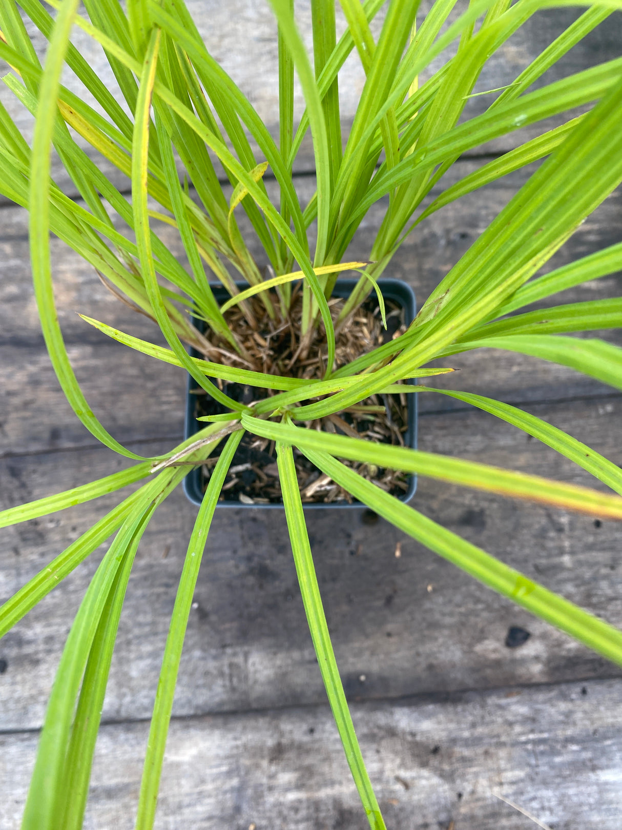Fringed Sedge Potted Plant For Sale