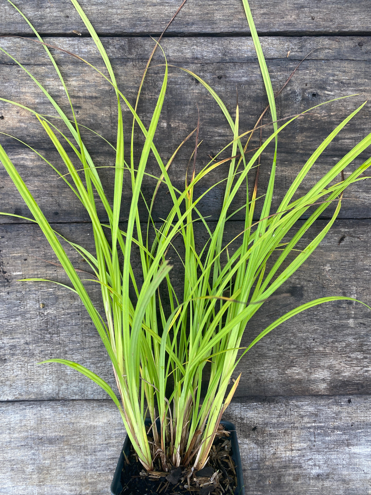 Fringed Sedge potted plant for sale