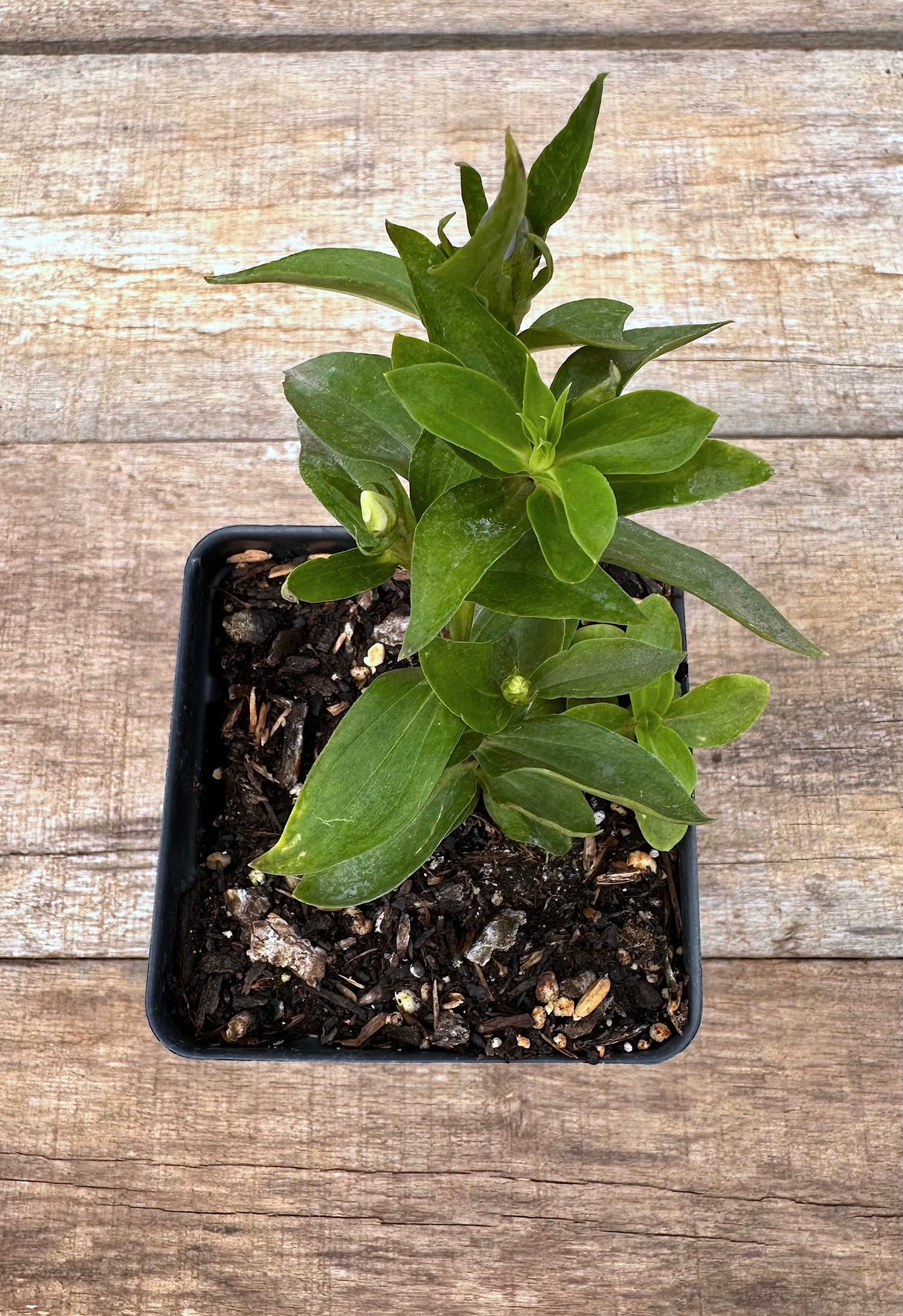Gentiana true blue potted plant for sale