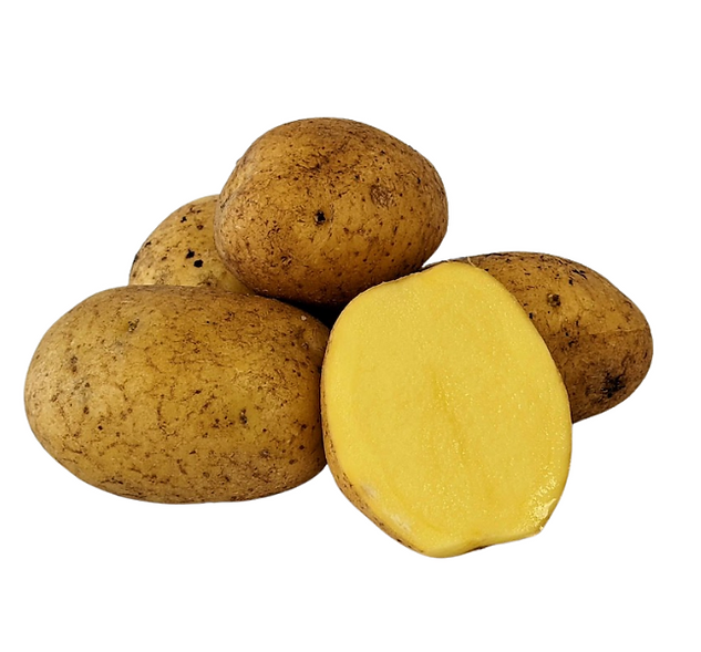 German Butterball Seed Potatoes For Sale