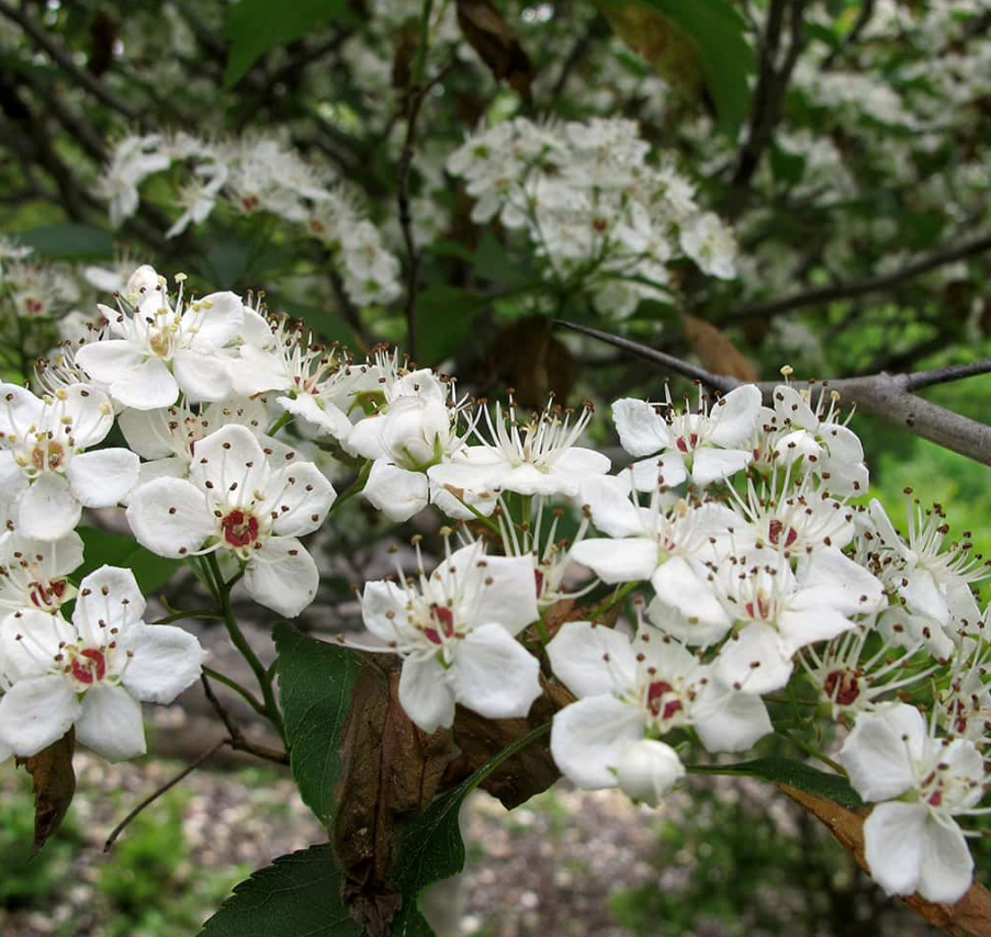 Green Hawthorn Bare Root Native Tree For Sale