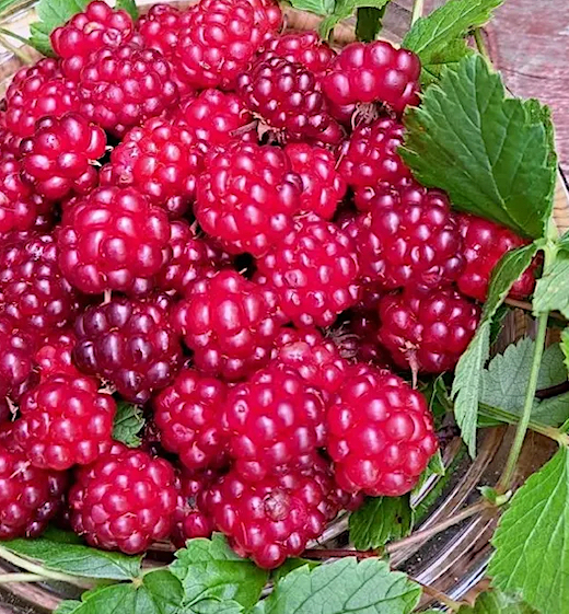 Ground Cover Raspberry, Valentina