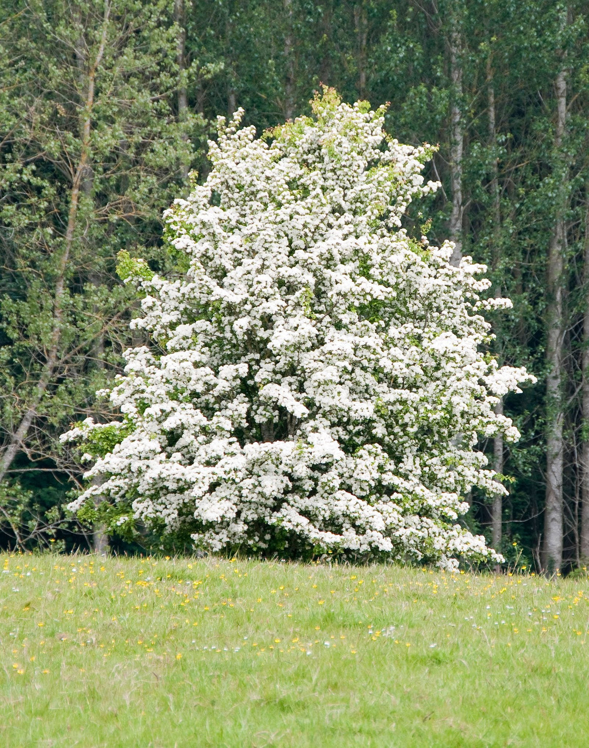 Washington Hawthorn Bare Root Native Tree For Sale