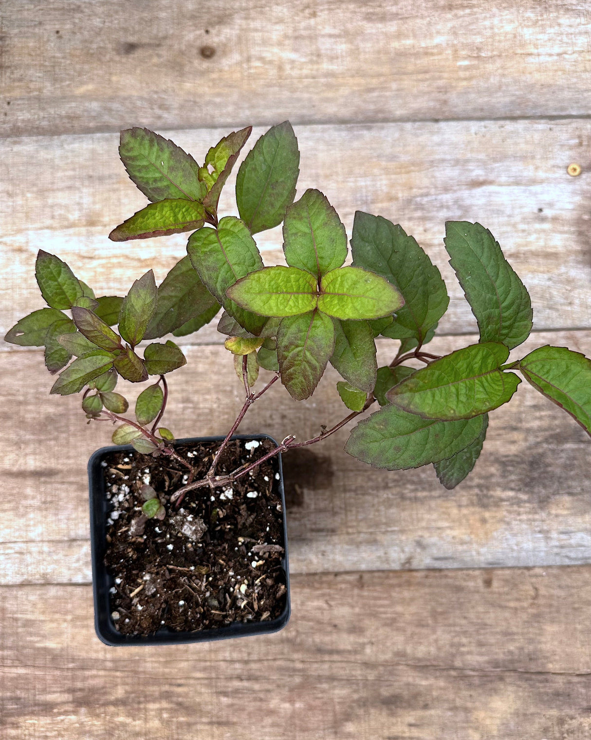 Heliopsis helianthoides Bleeding Hearts potted plant for sale