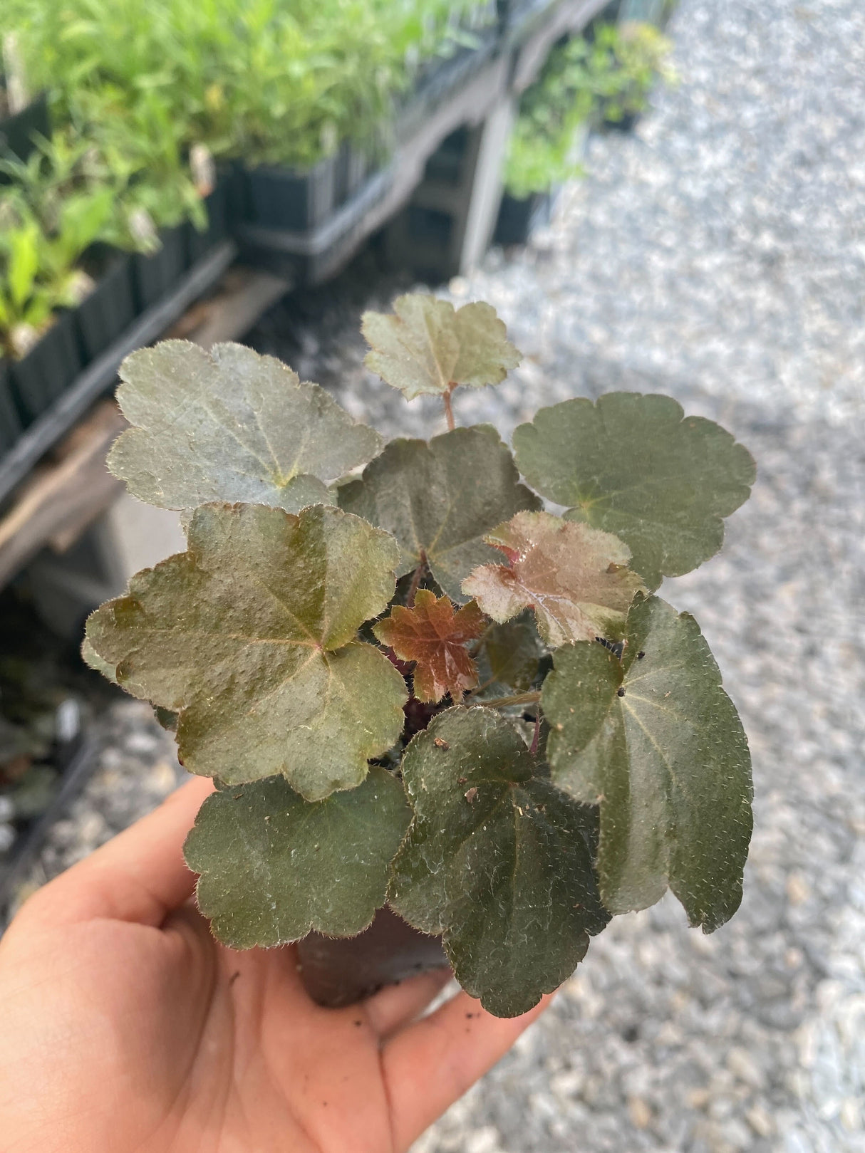 Heuchera, Palace Purple - Organically Grown Native Plants for Sale