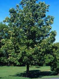 Shellbark Hickory Bare Root Native Tree For Sale