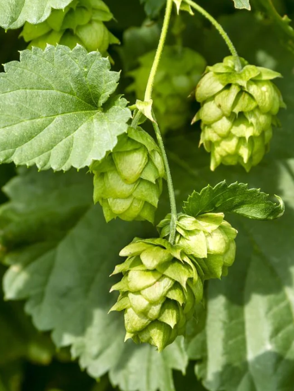 Hops, Cascade
