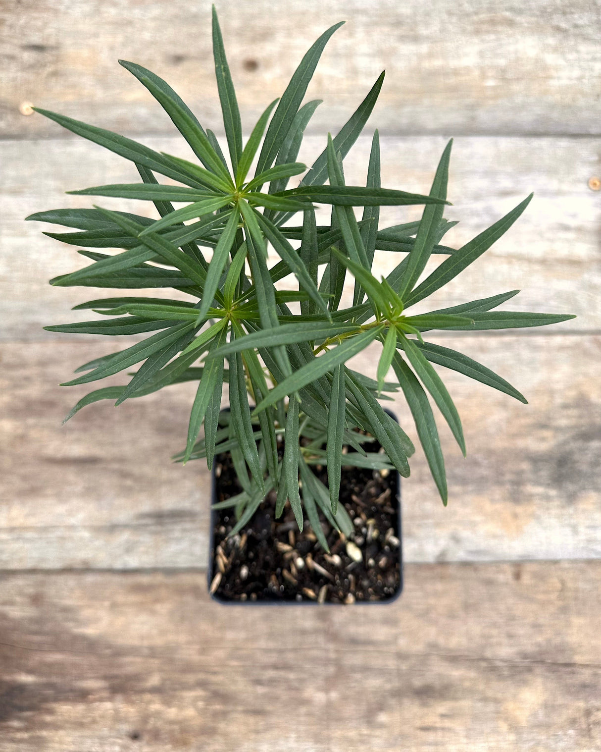 Ironweed, 'Southern Cross'