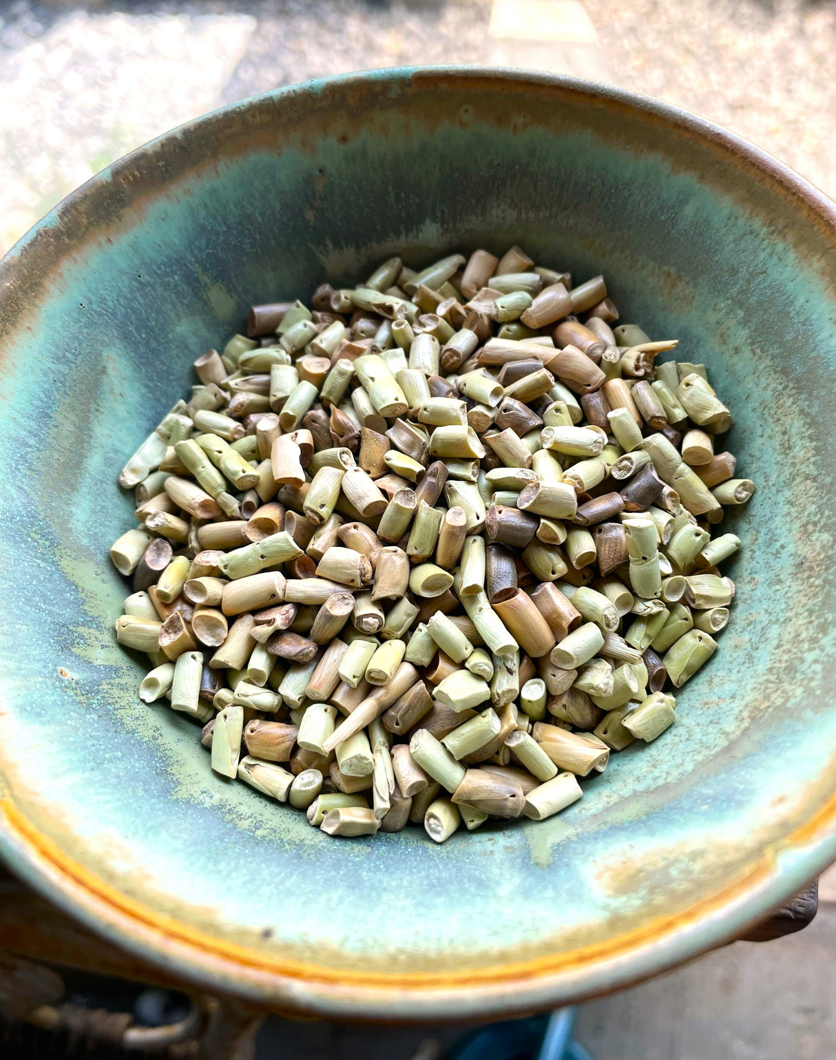 Seeds, Eastern Gamagrass