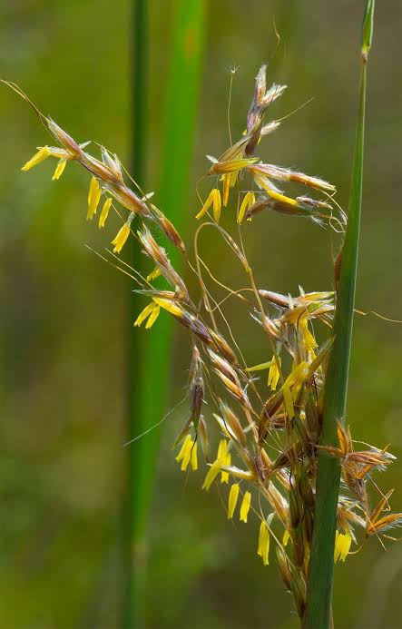 Indian Grass