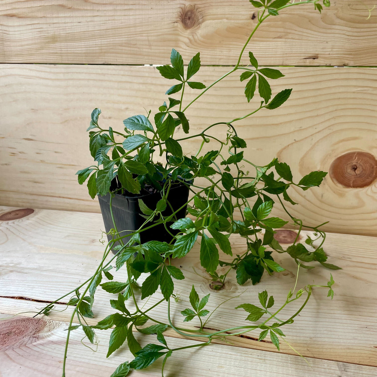 Jiaogulan Organically Grown Native Plants for Sale