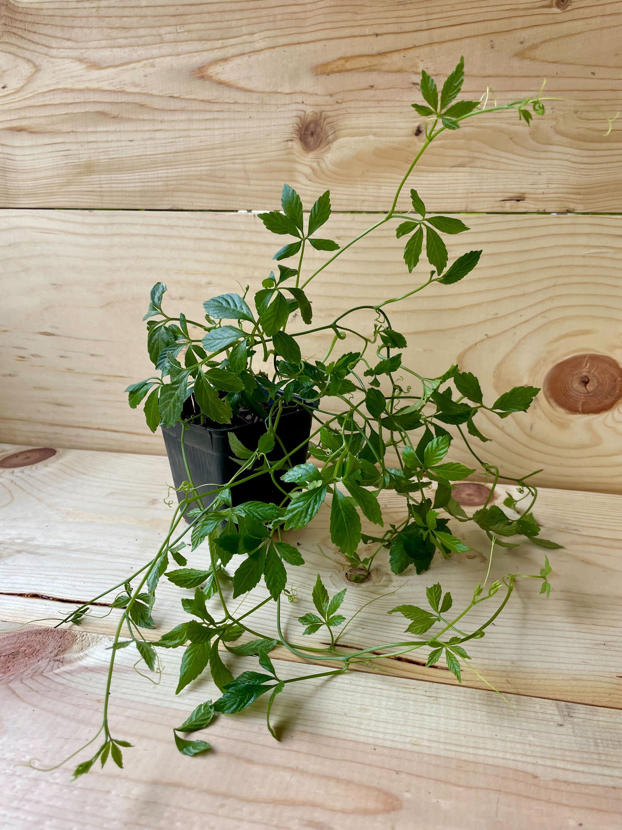 Jiaogulan Organically Grown Native Plants for Sale