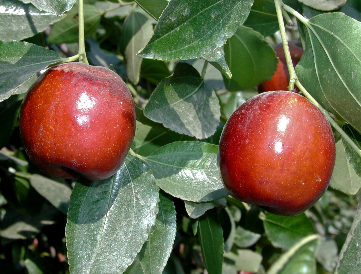 Jujube Li Tree For Sale