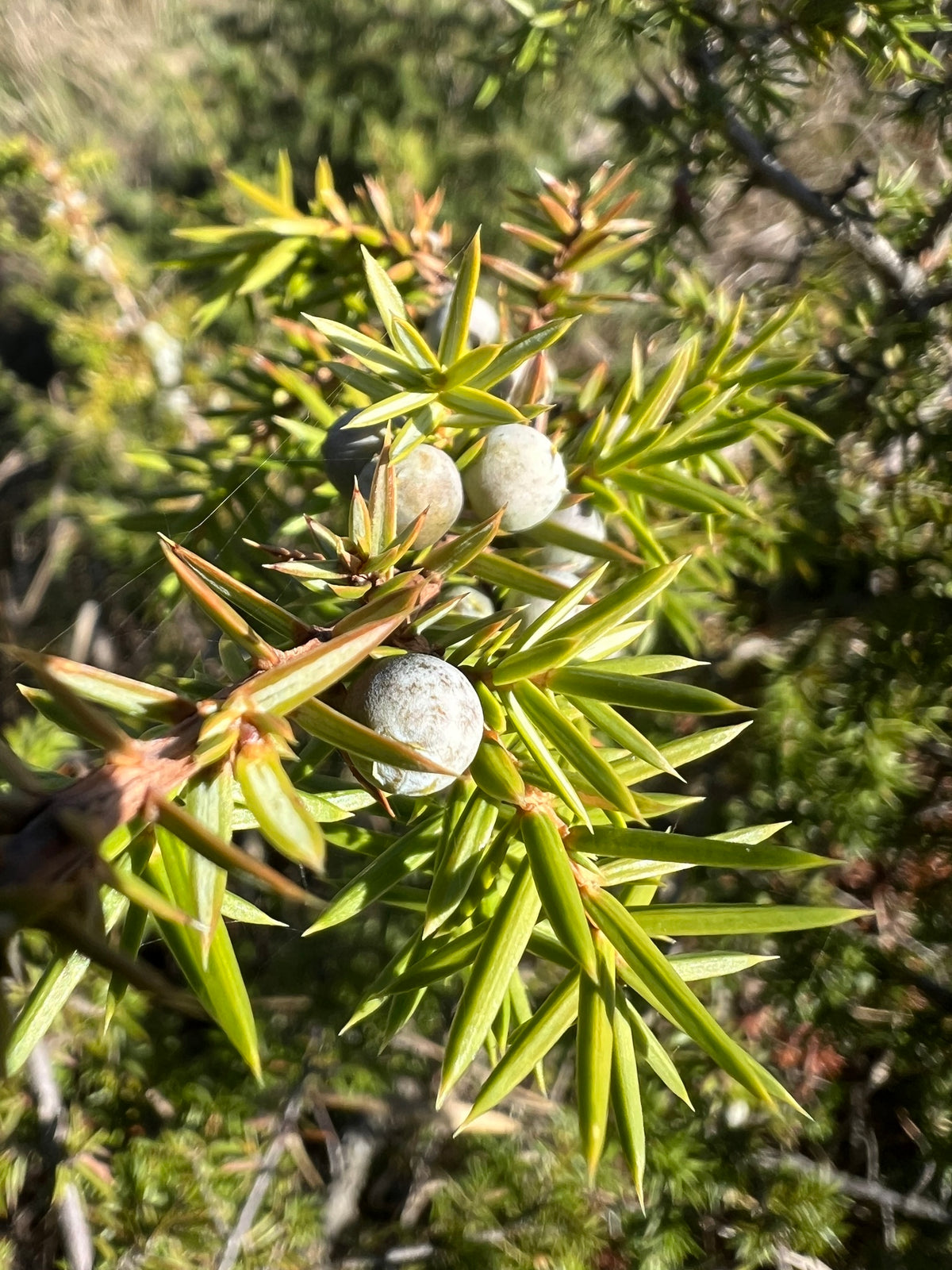 Juniper Old Field Plant For Sale