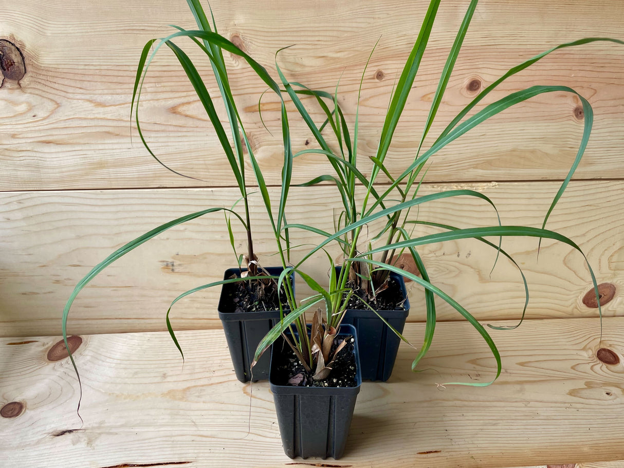 Lemongrass Organically Grown Native Plants for Sale