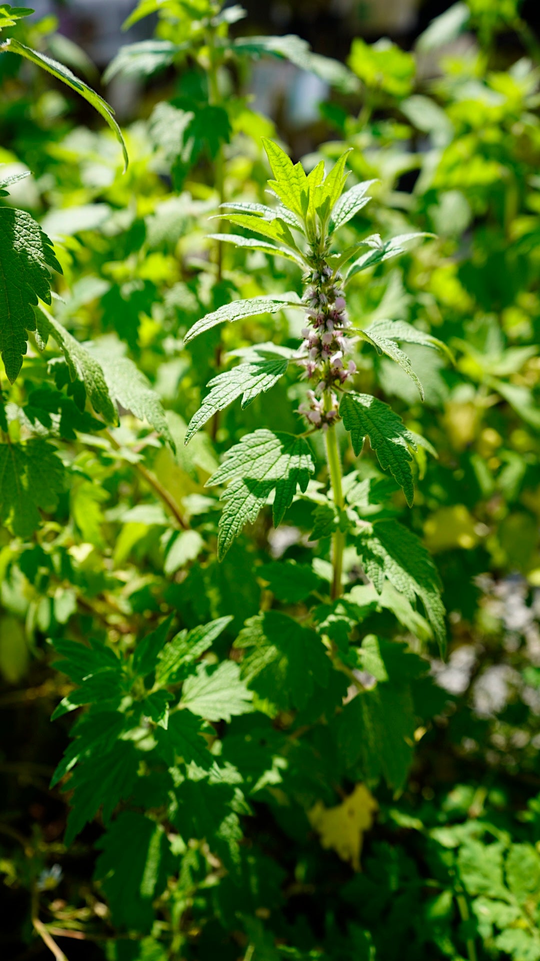 Leonurus cardiaca motherwort garden plants for sale