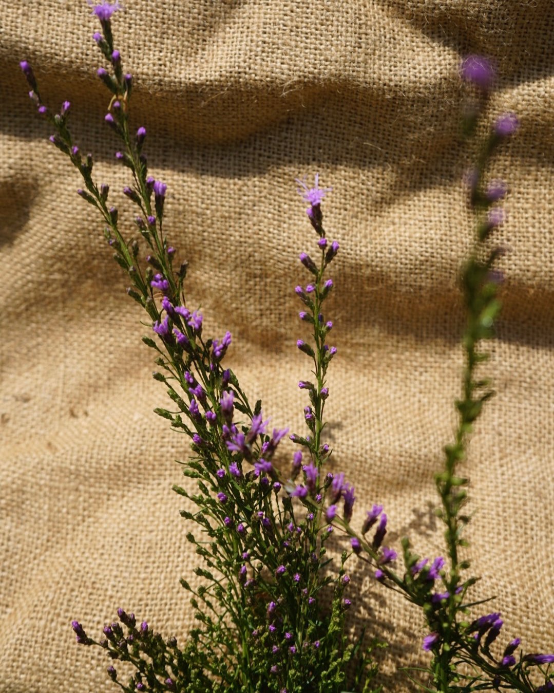 Liatris spicata blazing stars flower plant for sale