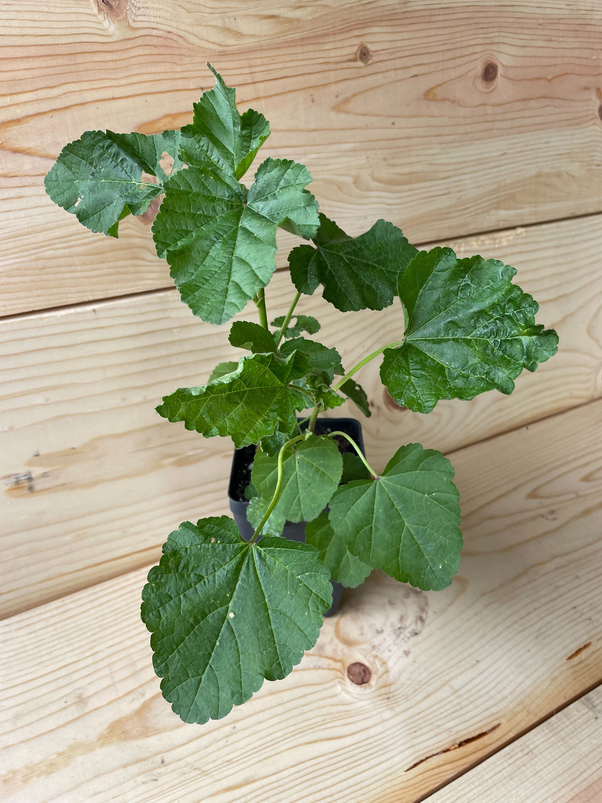 Marshmallow Organically Grown Native Plants for Sale