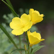 Missouri Evening Primrose