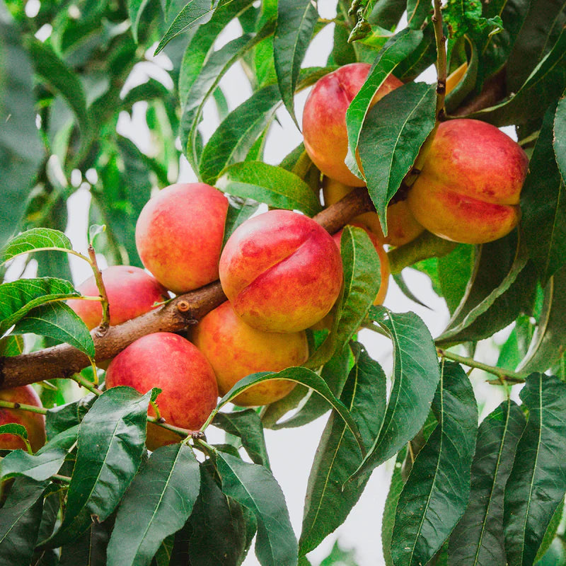 Durbin Nectarine Bare Root Fruit Tree For Sale