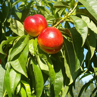 Fantasia Nectarine Bare Root Fruit Tree For Sale