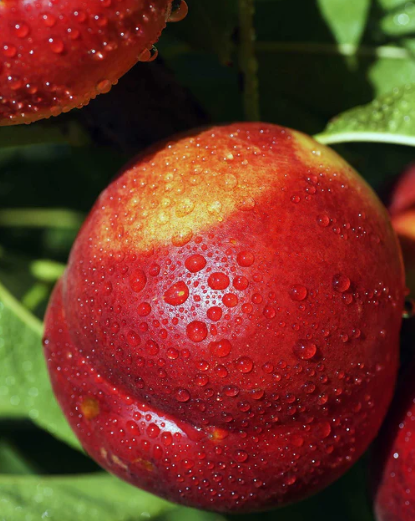 Flavor Top Nectarine Bare Root Fruit Tree For Sale