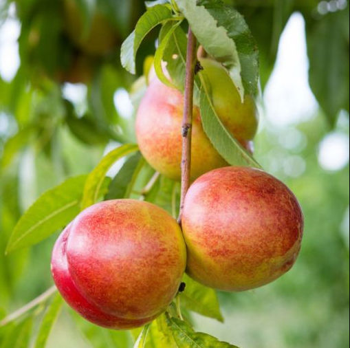 Karla Rose Nectarine Bare Root Fruit Tree For Sale