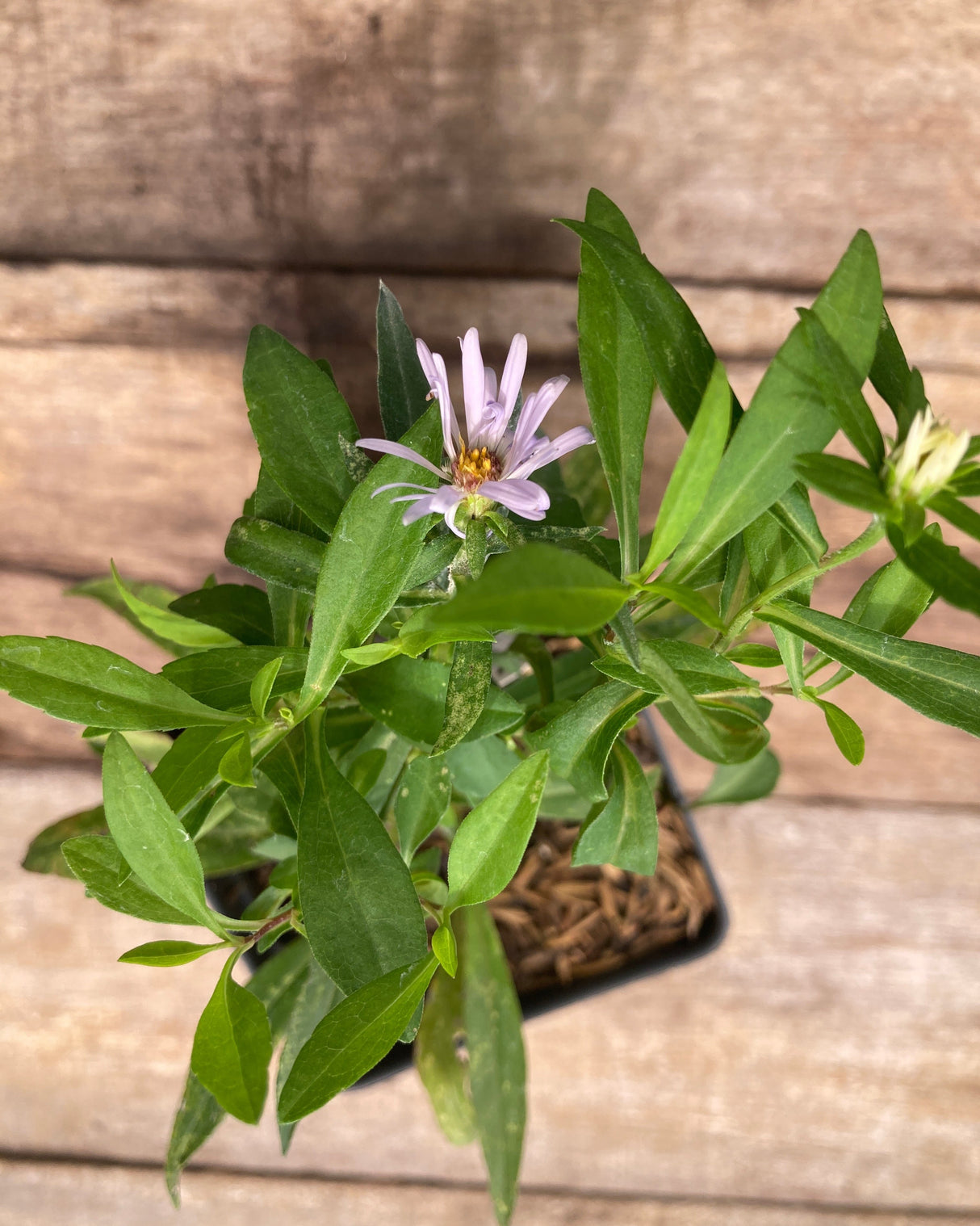 New York Aster Potted Plant For Sale