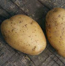 Nicola Sustainable Seed Potatoes For Sale