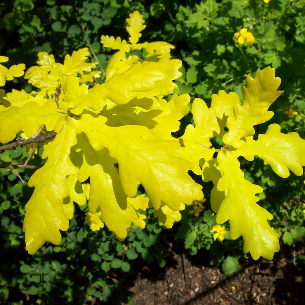 Concordia Oak Native Tree For Sale