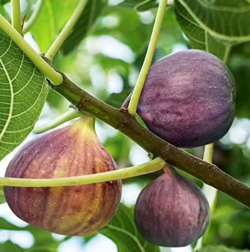 Olympian Fig Organically Grown Plants for Sale