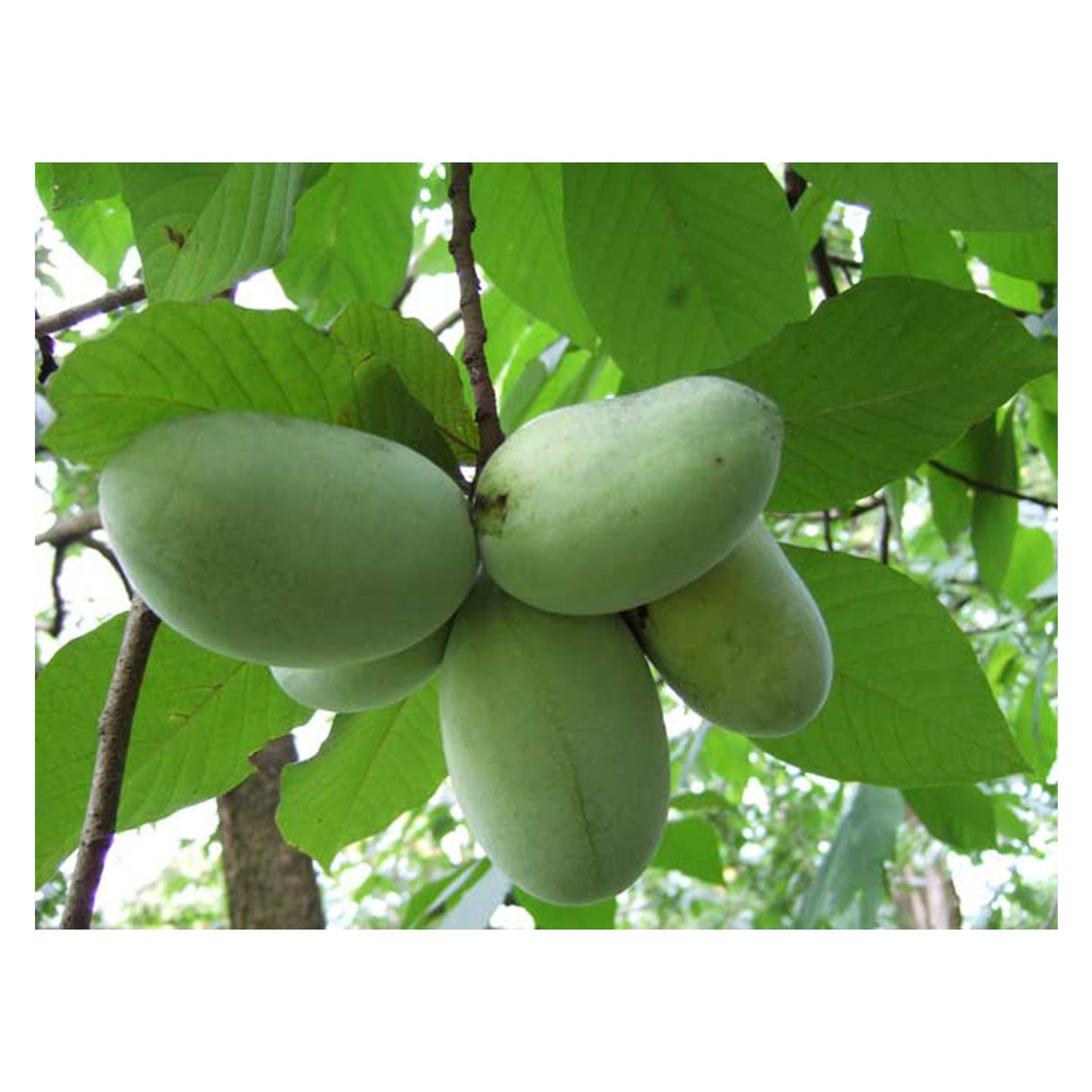 Pawpaw Bare Root Native Fruit Tree For Sale