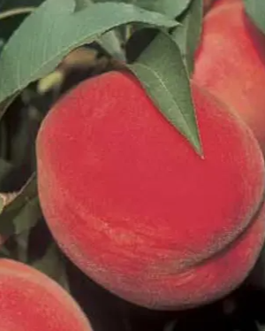 China Pearl Bare Root Peach Tree For Sale