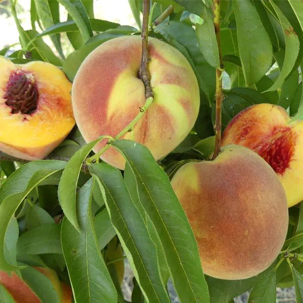Elberta Peach Tree For Sale