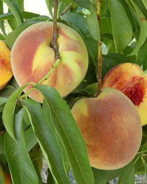 Elberta Bare Root Peach Tree For Sale