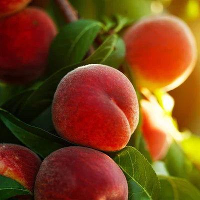 Peach, Majestic bare root tree