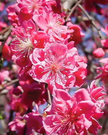 Peach Weeping Pink Cascade Bare Root Ornamental Tree for Sale