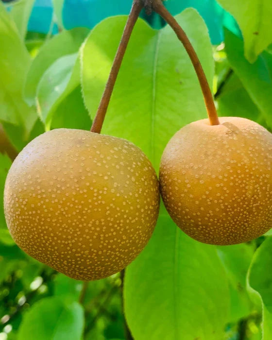 Hosui Bare Root Pear Tree For Sale