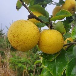 Shinseiki Pear Tree For Sale