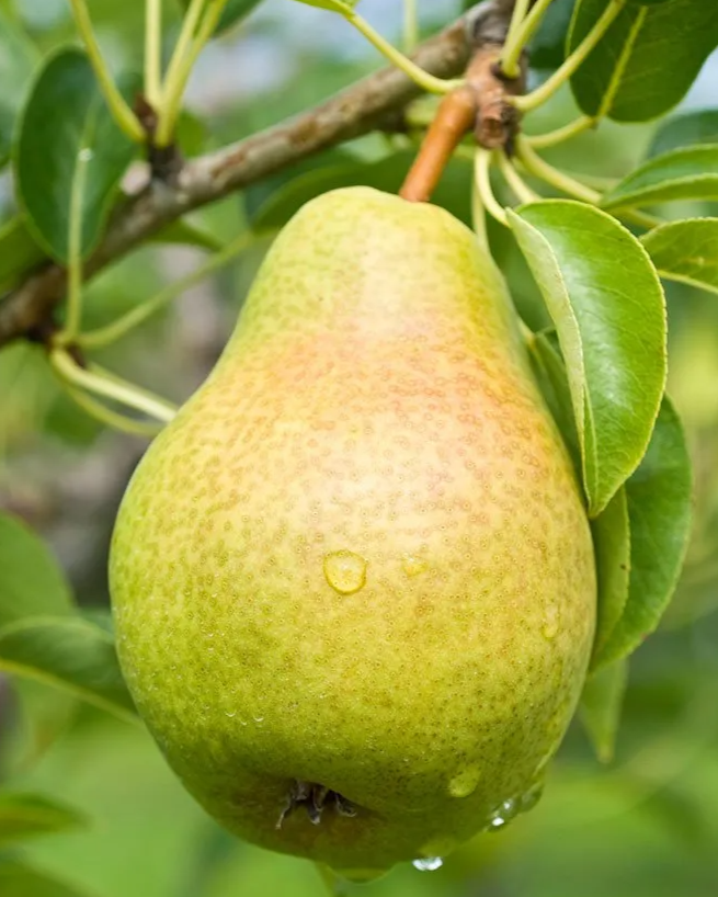 Bartlett Bare Root Pear Tree For Sale