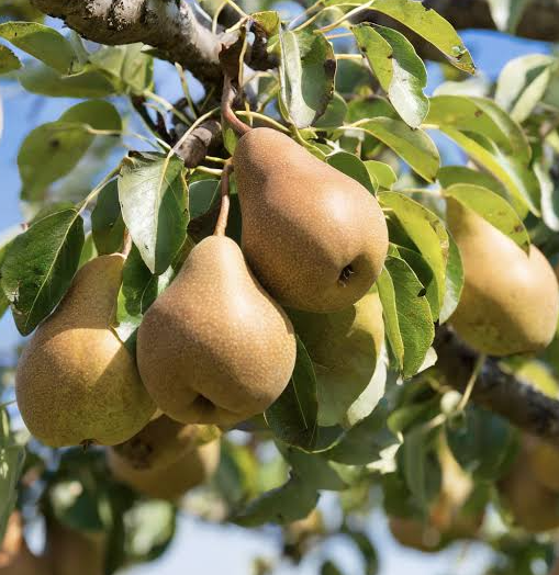 Golden Russet Bosc Pear Bare Root Tree for Sale