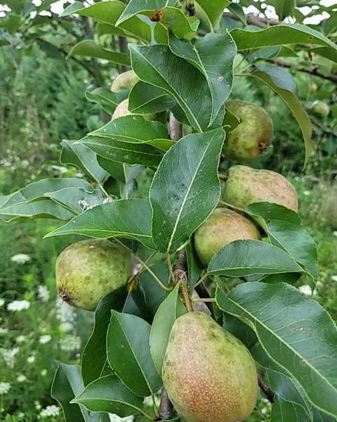 Kieffer Bare Root Pear Tree For Sale